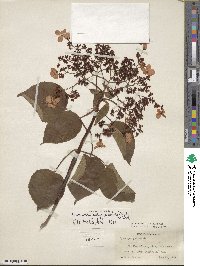 Hydrangea anomala image