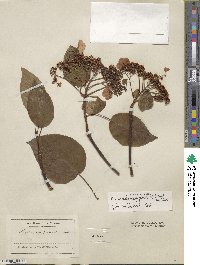 Hydrangea anomala image