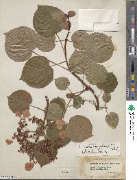 Hydrangea anomala subsp. petiolaris image