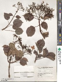 Hydrangea anomala image