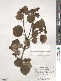 Hydrangea anomala image