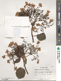 Hydrangea anomala subsp. petiolaris image