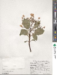 Hydrangea anomala subsp. petiolaris image