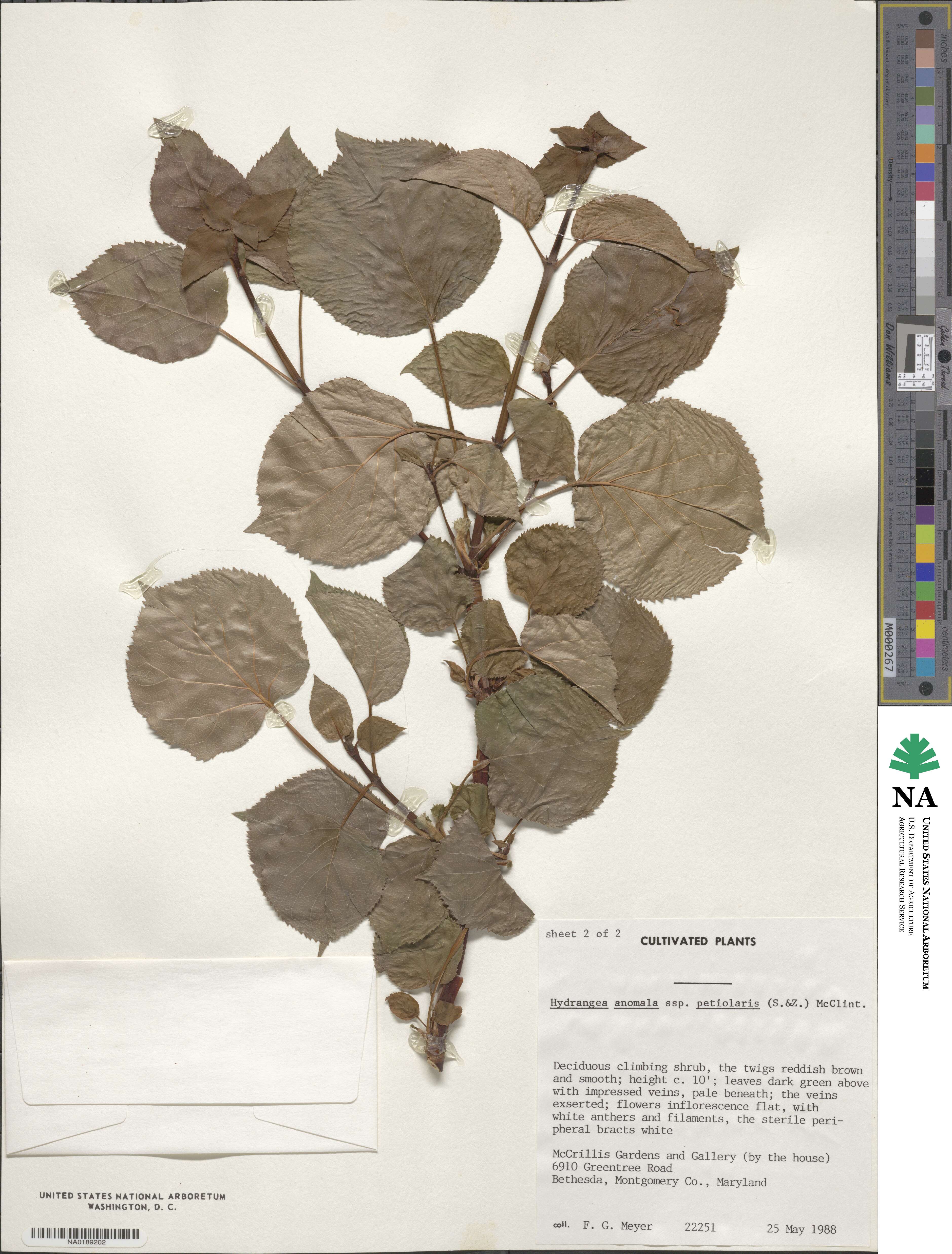 Hydrangea image