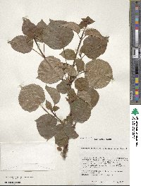 Hydrangea anomala subsp. petiolaris image