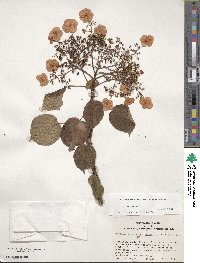 Hydrangea anomala subsp. petiolaris image