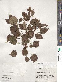 Hydrangea anomala subsp. petiolaris image