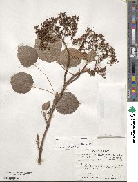 Hydrangea anomala subsp. petiolaris image