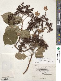 Hydrangea anomala subsp. petiolaris image