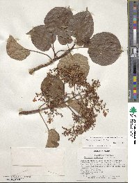 Hydrangea anomala image