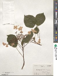 Hydrangea anomala image