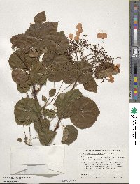 Hydrangea anomala subsp. petiolaris image