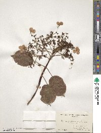 Hydrangea anomala image