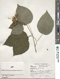 Hydrangea arborescens image