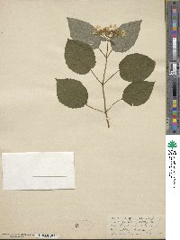 Hydrangea arborescens image