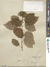 Hydrangea arborescens image