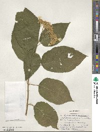 Hydrangea arborescens image