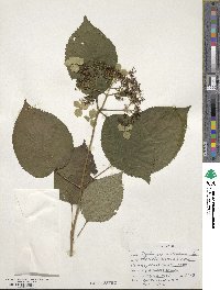 Hydrangea arborescens image