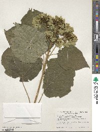 Hydrangea arborescens image