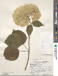 Hydrangea arborescens image