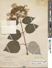 Hydrangea radiata image