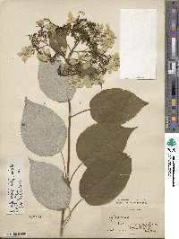 Hydrangea radiata image