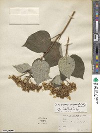 Hydrangea radiata image