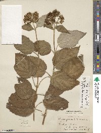 Hydrangea radiata image