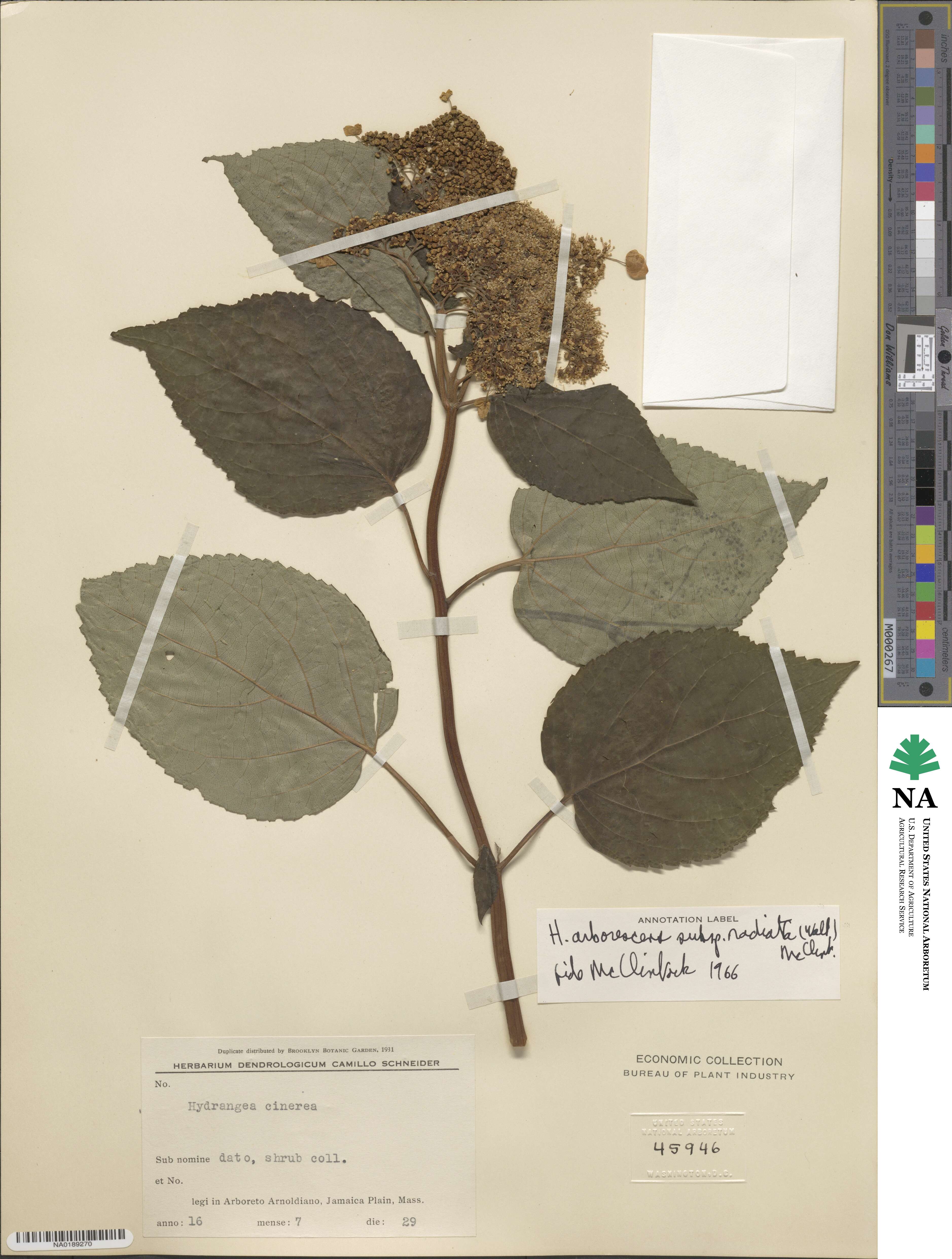 Hydrangea radiata image