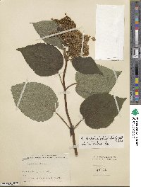 Hydrangea radiata image