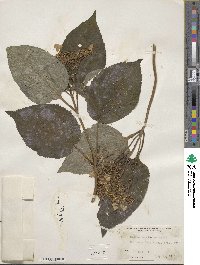 Hydrangea radiata image