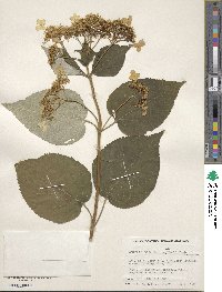 Hydrangea radiata image