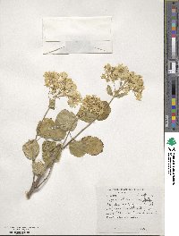 Hydrangea arborescens image