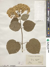 Hydrangea arborescens image