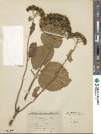 Hydrangea arborescens image