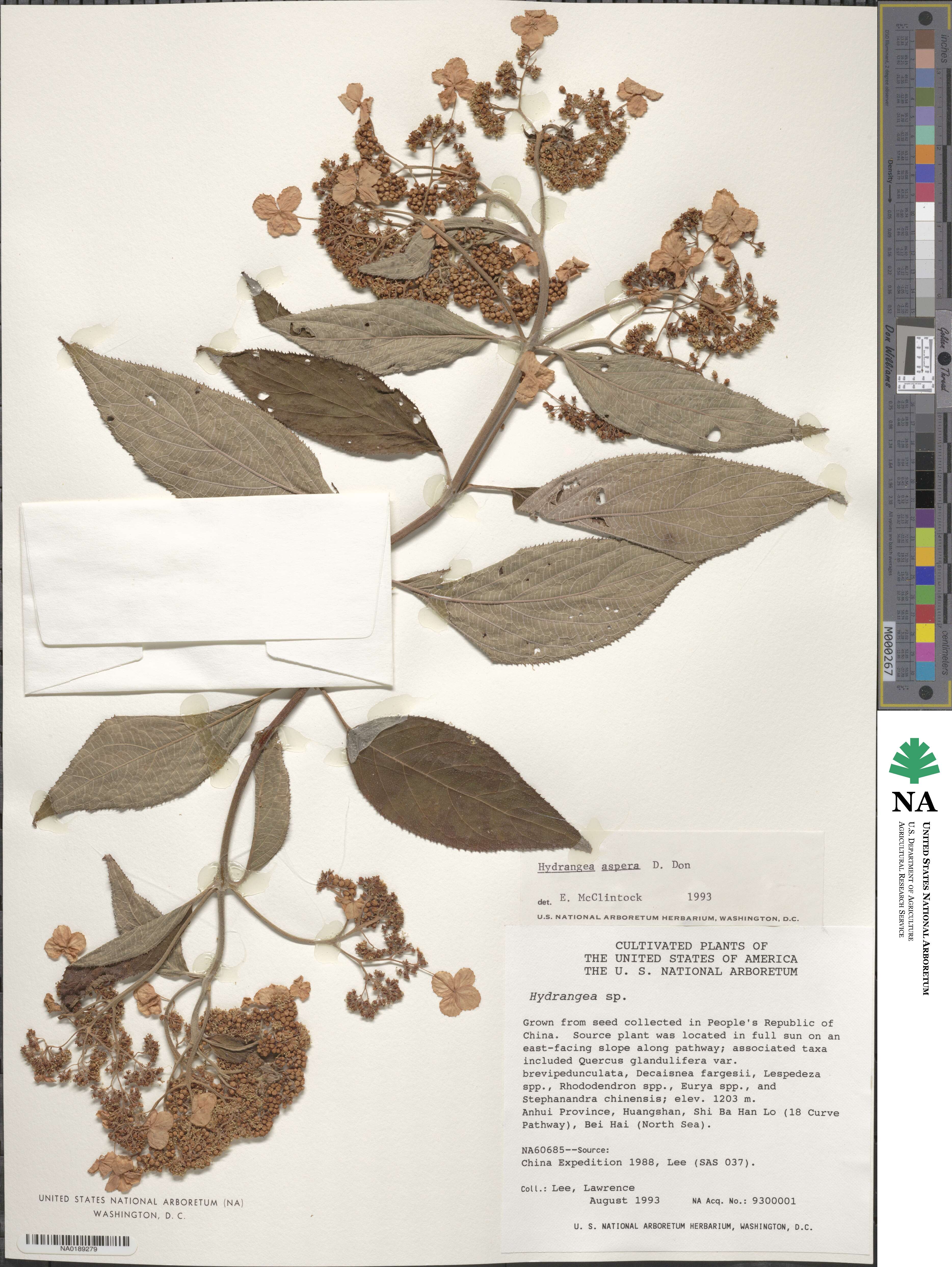 Hydrangea aspera image