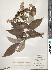 Hydrangea aspera subsp. aspera image