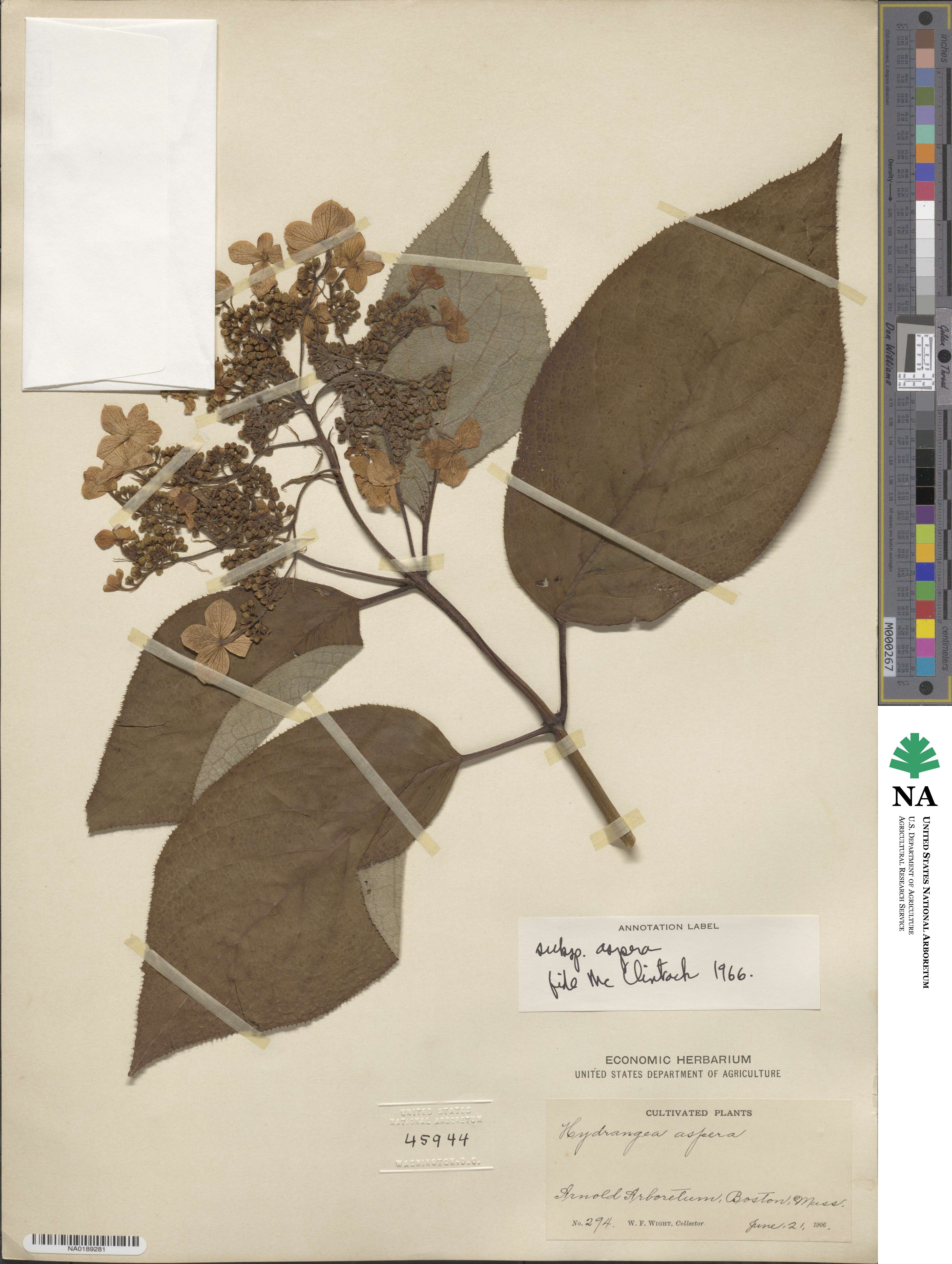 Hydrangea aspera subsp. aspera image