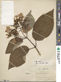 Hydrangea aspera subsp. aspera image