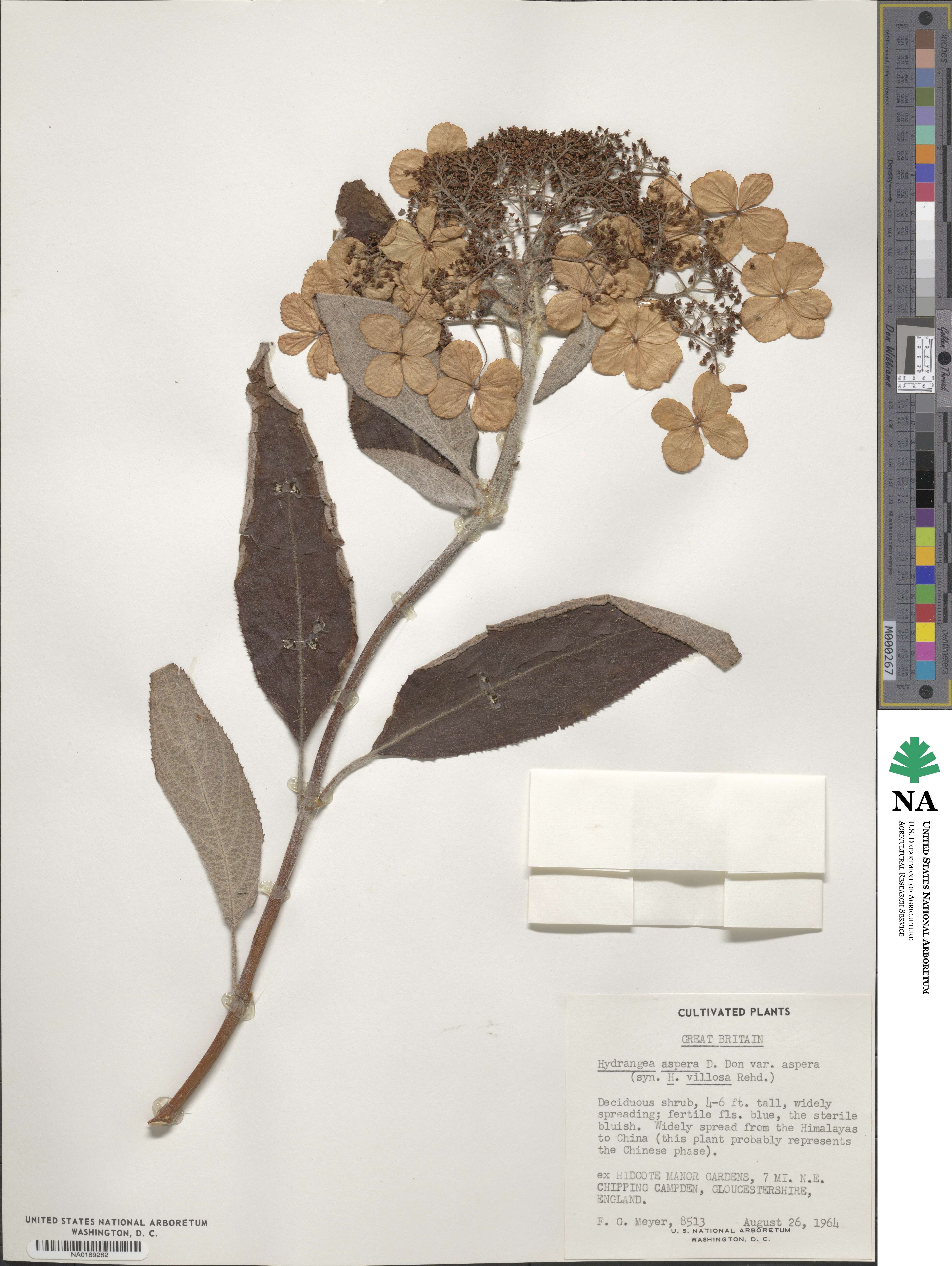 Hydrangea aspera image