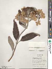 Hydrangea aspera image