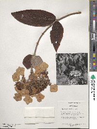 Hydrangea aspera subsp. aspera image