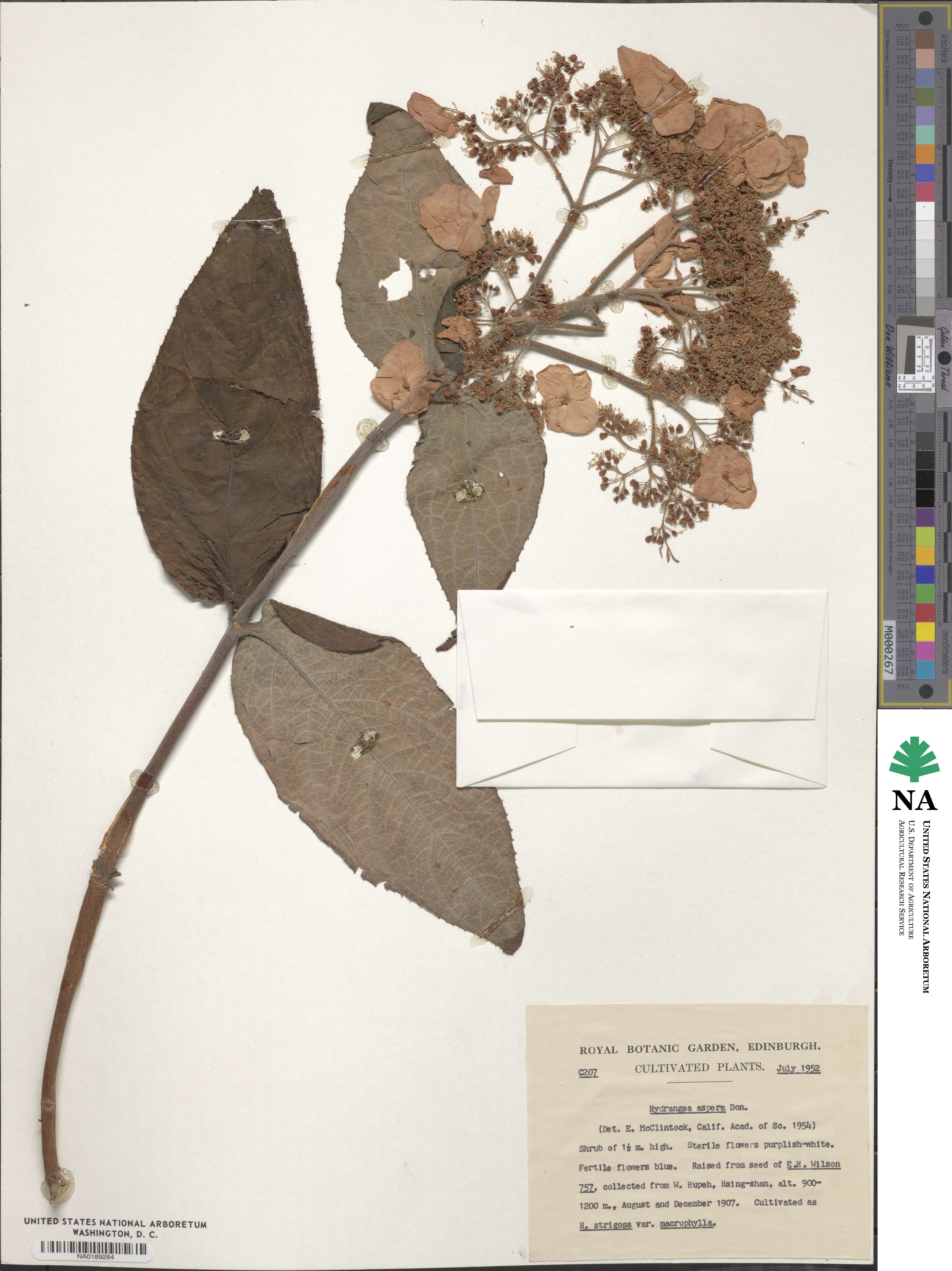 Hydrangea aspera subsp. aspera image