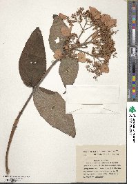 Hydrangea aspera image