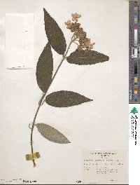 Hydrangea aspera image