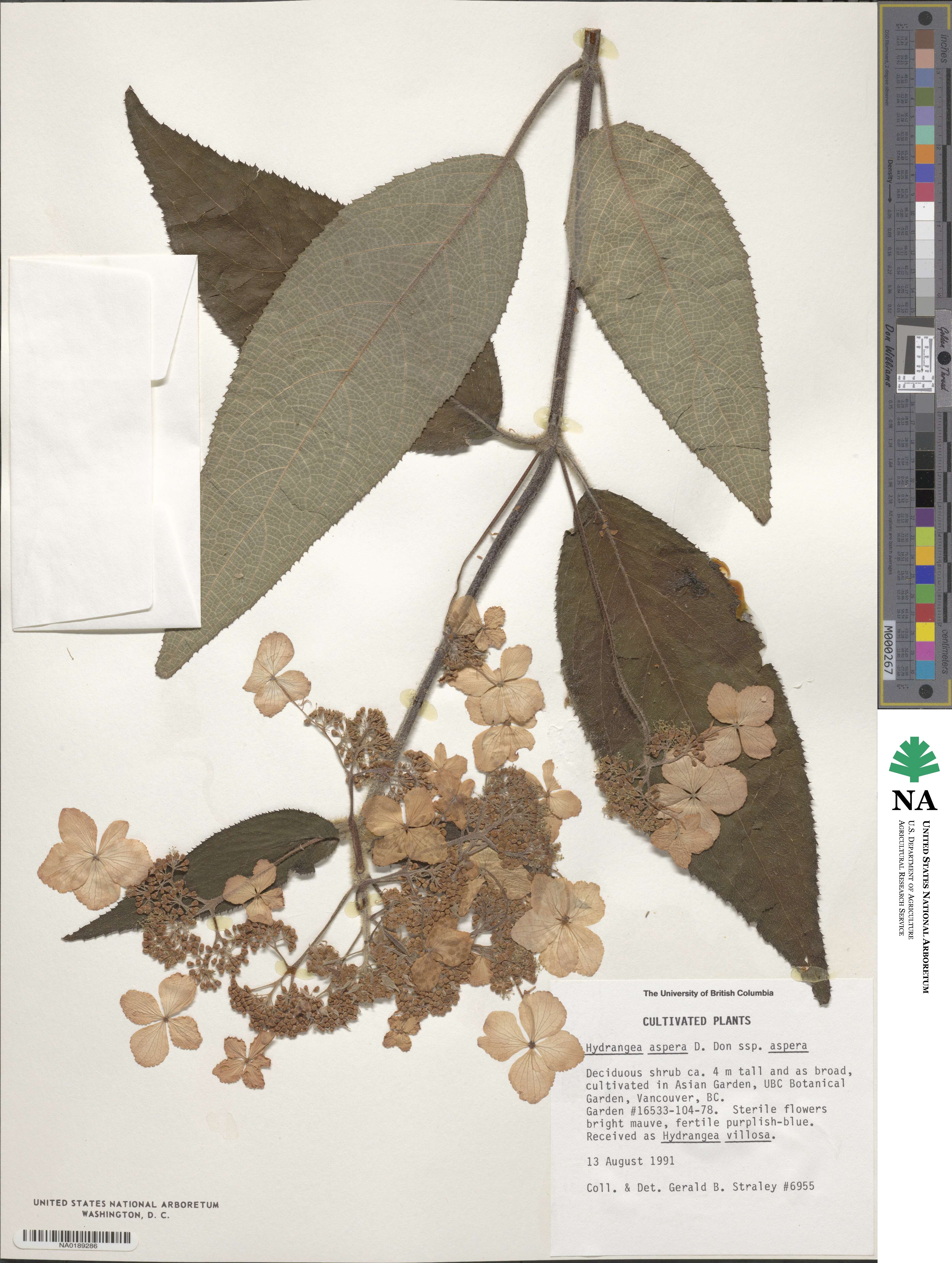 Hydrangea aspera image