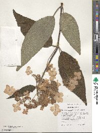 Hydrangea aspera image