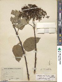 Hydrangea aspera image