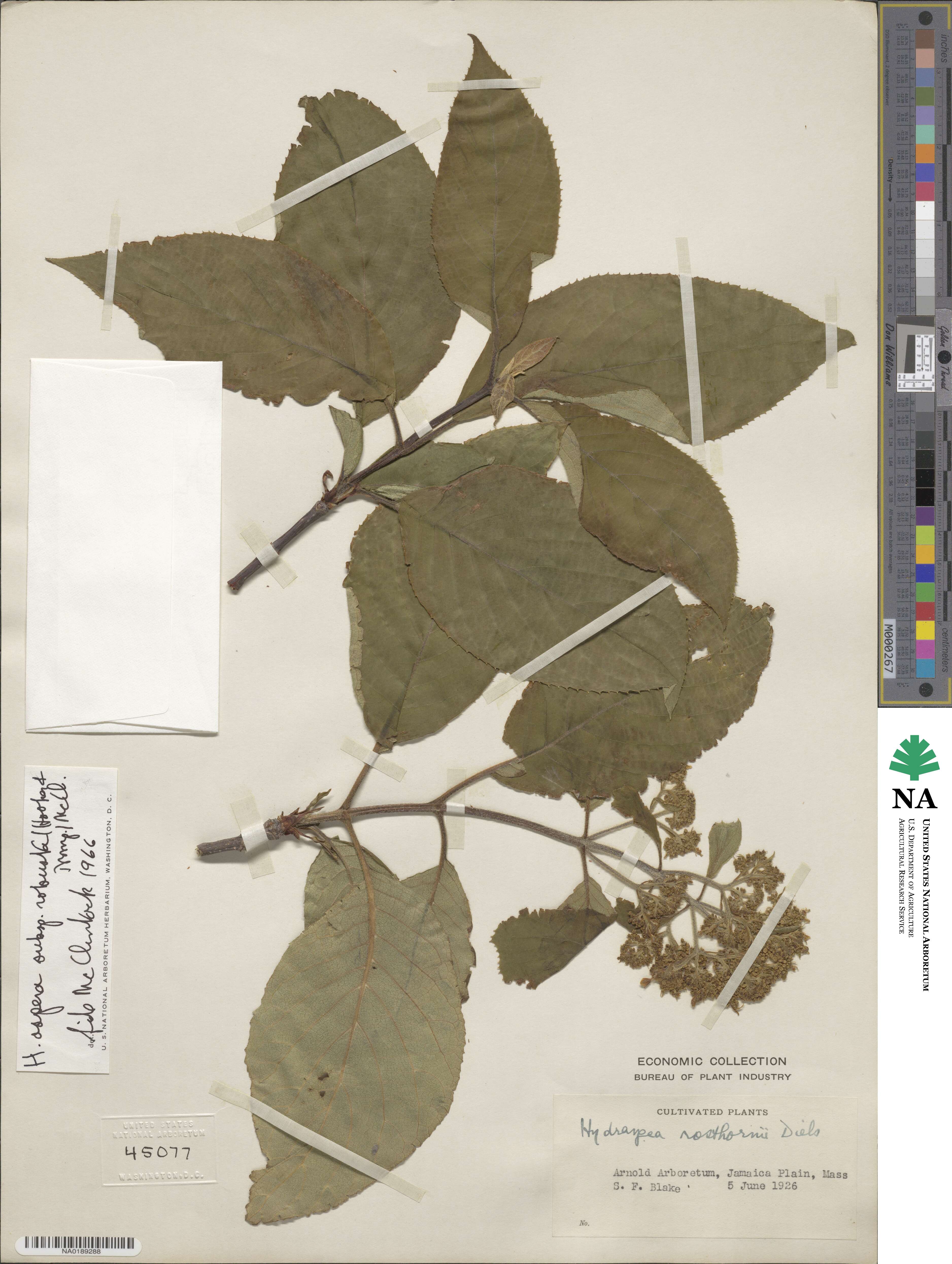 Hydrangea aspera image