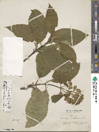 Hydrangea aspera image